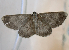 Common Gray